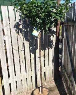 Opstammet Kirsebærlauverbær