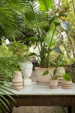 Københavner Potte Rosa