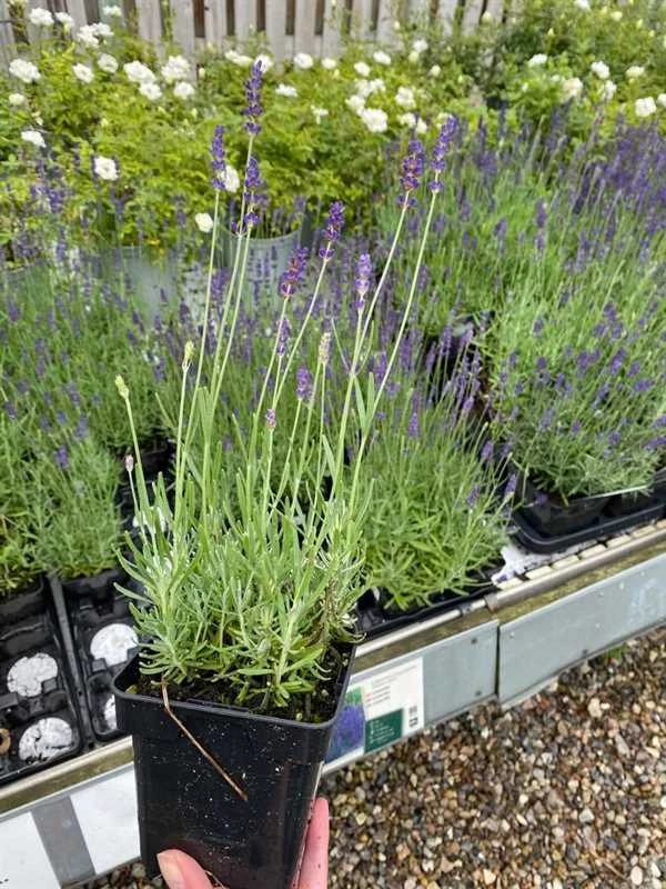 Lavendel `Hidcote Blue` 1 Lavendel `Hidcote Blue`