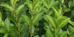Storbladet Ligusterhæk `Ligustrum Ovalifolium`