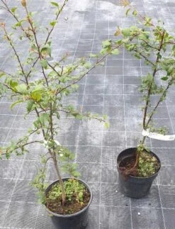 Skovæble - Malus Sylvestris