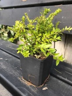 Myrte - Gedeblad `Maigrun`