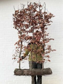 1 M Nemhæk Bøg 125cm