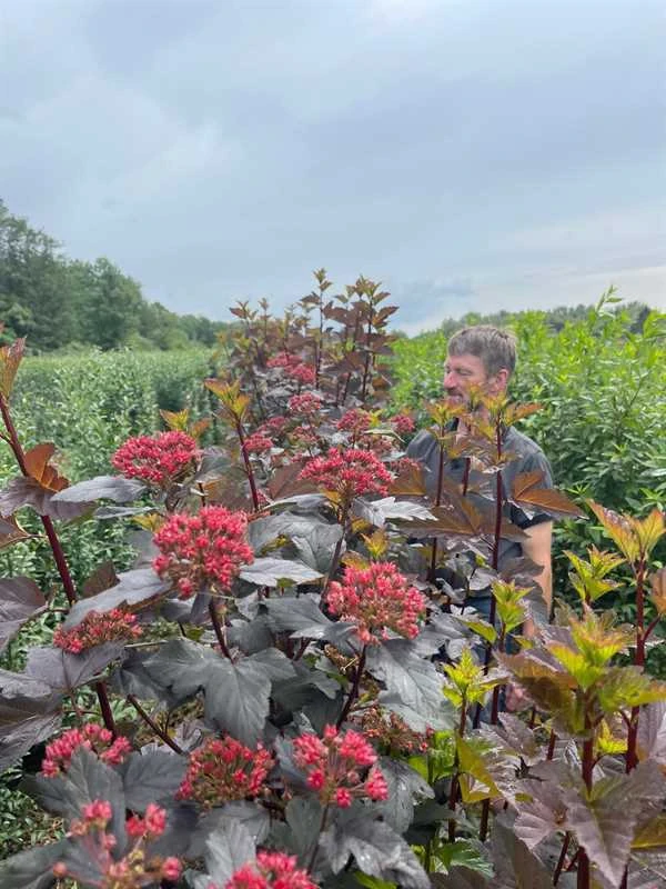 1 M Nemhæk Blærespiraea 180cm 1 1 M Nemhæk Blærespiraea 180cm