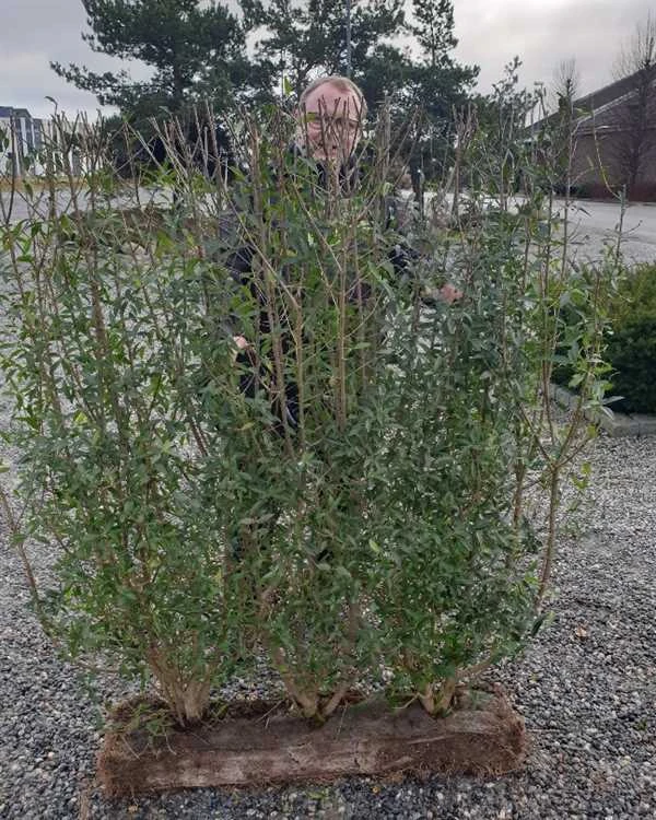 1 M Nemhæk Liguster 125 Cm 1 1 M Nemhæk Liguster 125 Cm