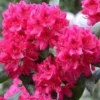 Rhododendron NOVA ZEMBLA