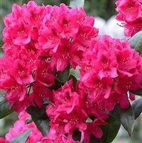 Rhododendron NOVA ZEMBLA