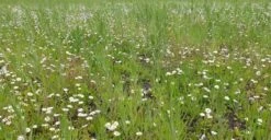 Ny Nordisk Blanding 1 Kg