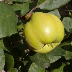 Pærekvæde 'Bereczki' 1 Pærekvæde 'Bereczki'