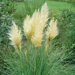 Pampasgræs Dværg `Pumila`