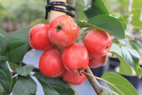 Paradisæbletræ `Red Sentinel` 1 Paradisæbletræ `Red Sentinel`