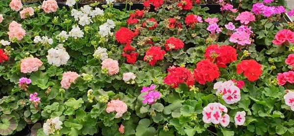 Pelagonie Zonali 1 Pelagonie Zonali