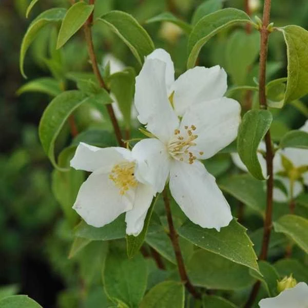 Pibeved/ Uægte Jasmin Norðîc® ’Phico’ 1 Pibeved/ Uægte Jasmin Norðîc® ’Phico’