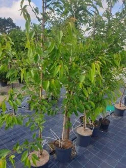 Fyldtblomstret Fuglekirsebær 'Plena'