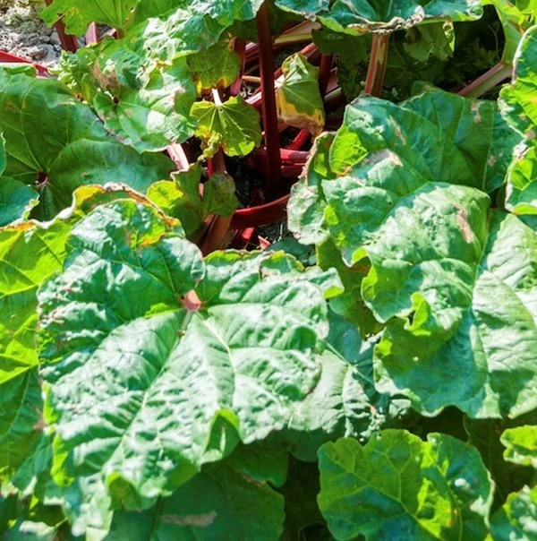 Rabarber `Berit` 1 Rabarber `Berit`