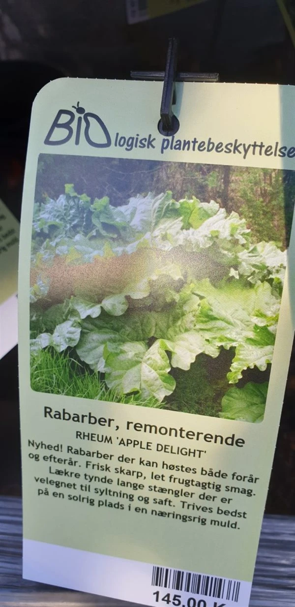 Rabarber `Apple Delight` 1 Rabarber `Apple Delight`