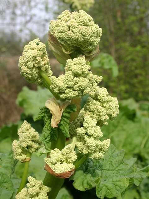 Rabarber 'Glaskins Perpetual' 1 Rabarber 'Glaskins Perpetual'