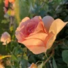Rose - Royal Estelle Plant’n’Relax
