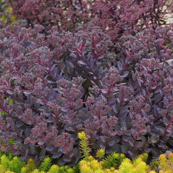 Stenurt (sedum) 3 L. Potte 1 Stenurt (sedum) 3 L. Potte