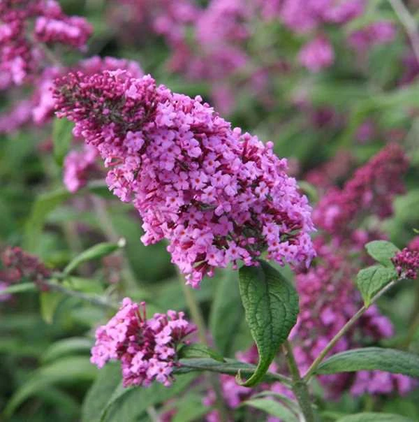 Sommerfuglebusk 'Pink Delight' 1 Sommerfuglebusk 'Pink Delight'
