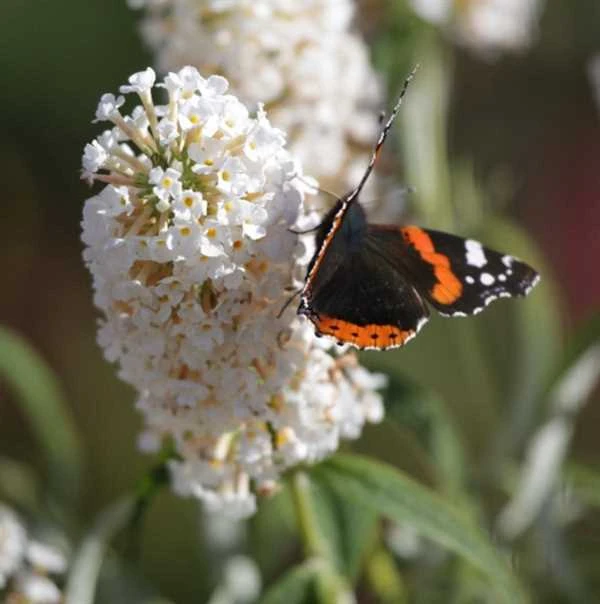 Sommerfugle Busk `White Profusion` 1 Sommerfugle Busk `White Profusion`
