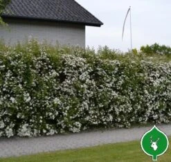 Buketspiraea Vanhouttei