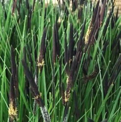 Stiv Stargræs `Gurre Sø'