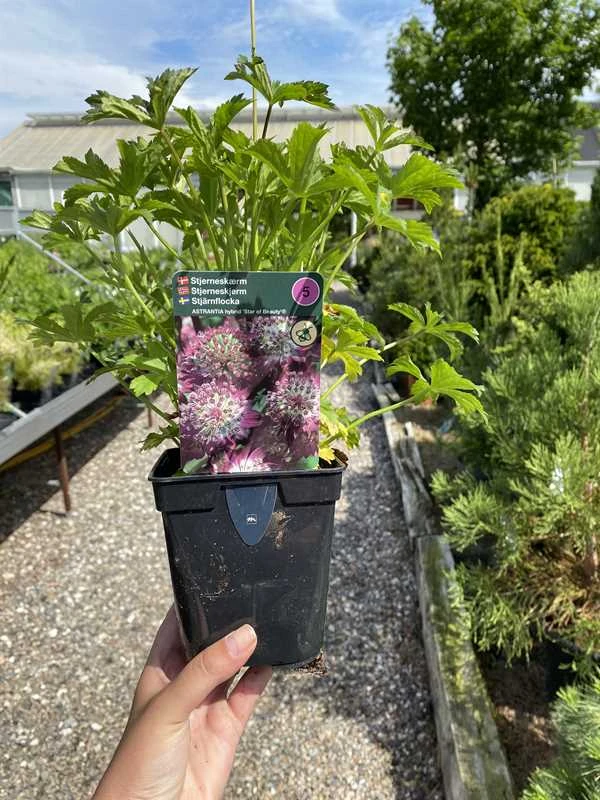 Stjerneskærm 'Star Of Beauty'® 1 Stjerneskærm 'Star Of Beauty'®