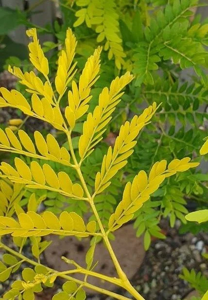 Gulbladet Tretorn 'Sunburst' 1 Gulbladet Tretorn 'Sunburst'