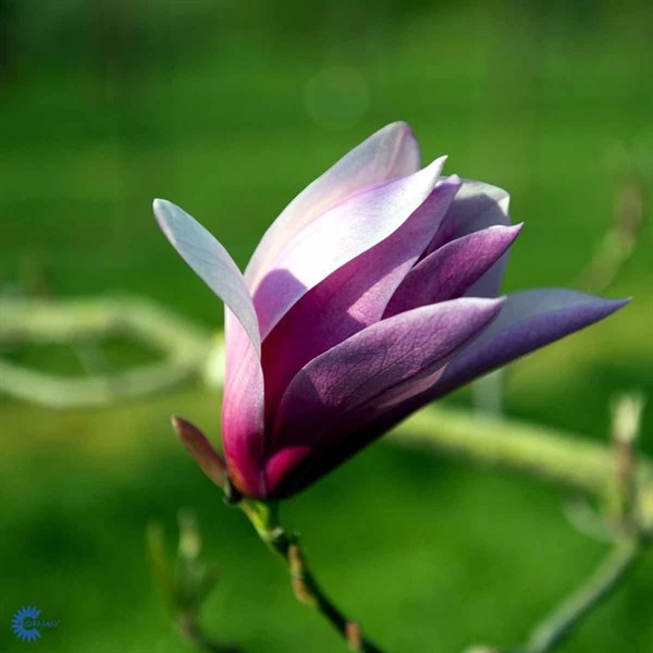 MAGNOLIA 'SUSAN' 1 MAGNOLIA 'SUSAN'