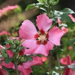 Syrisk Rose "Woodbridge"