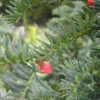 Taxus Baccata 'Hjorthede'