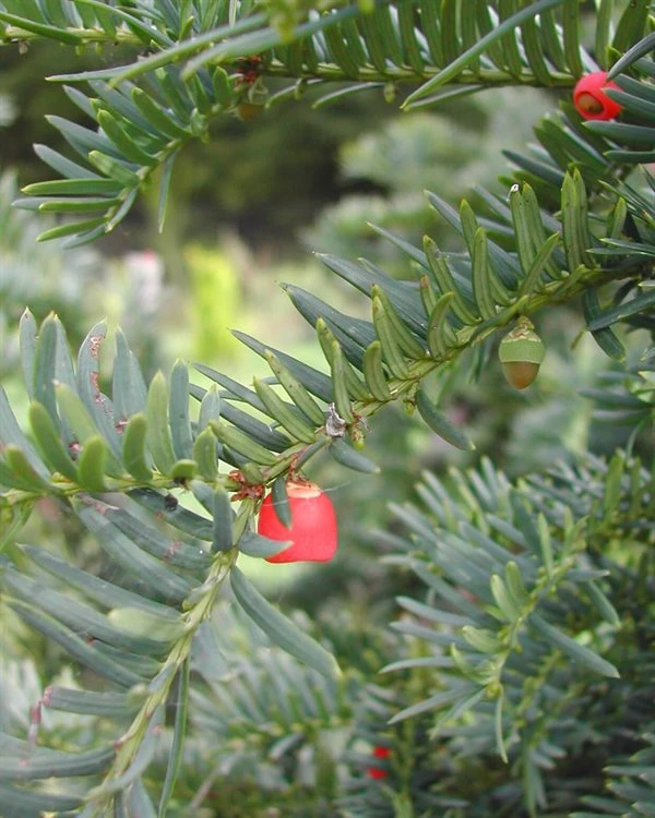 Taxus Baccata 'Hjorthede' 1 Taxus Baccata 'Hjorthede'