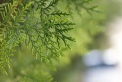 Almindelig Thuja "Danica"