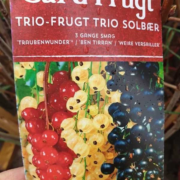 Ribes I 3 Farver 1 Ribes I 3 Farver