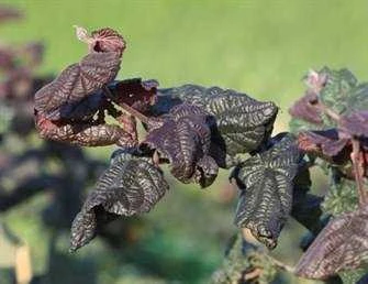 Rød Troldhassel 1 Rød Troldhassel