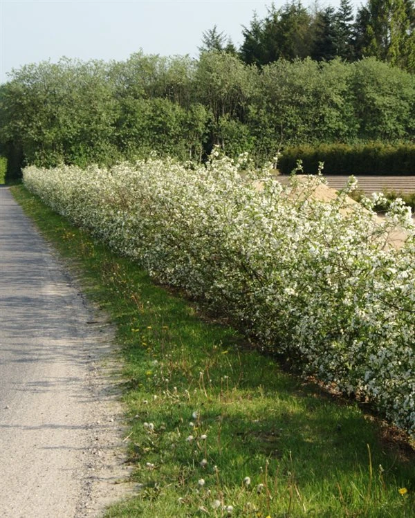 Sargentsæble 40-60 Cm 1 Sargentsæble 40-60 Cm