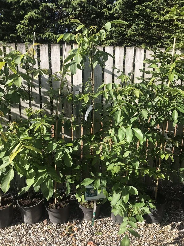 Valnøddetræ `Buccaneer` 1 Valnøddetræ `Buccaneer`