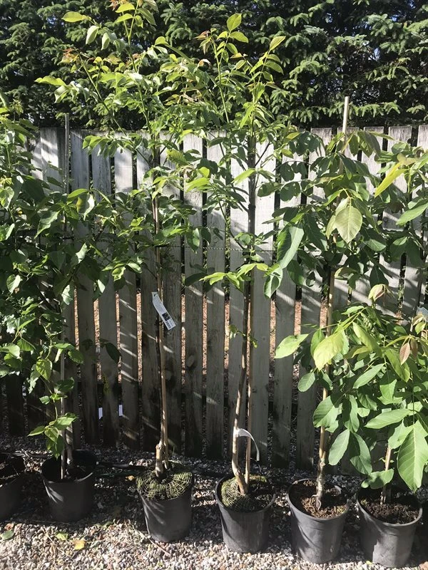 Valnødtræ `Plovdivski` 1 Valnødtræ `Plovdivski`