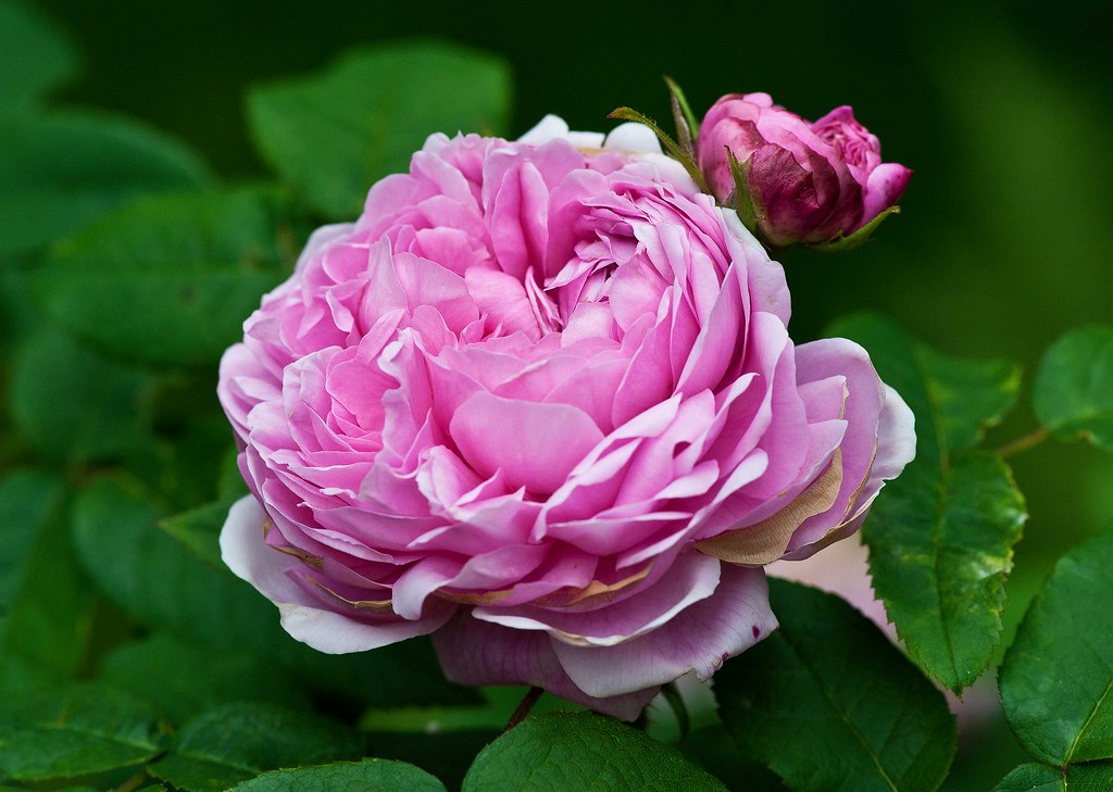 Forside -Planter Salgsbutik 5839525419 7aaef14d06 b