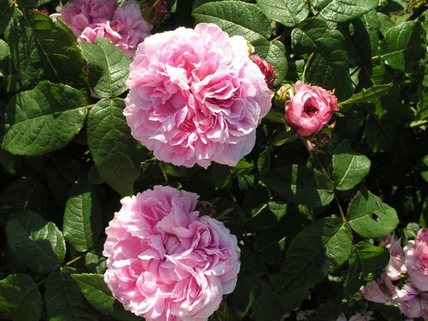 Forside -Planter Salgsbutik Jacques Cartier p