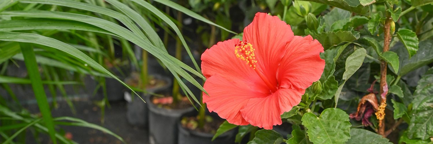 Forside -Planter Salgsbutik Template Website Hero