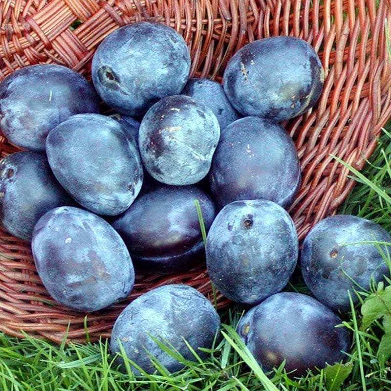 Forside -Planter Salgsbutik italiensk sveske1 1 2